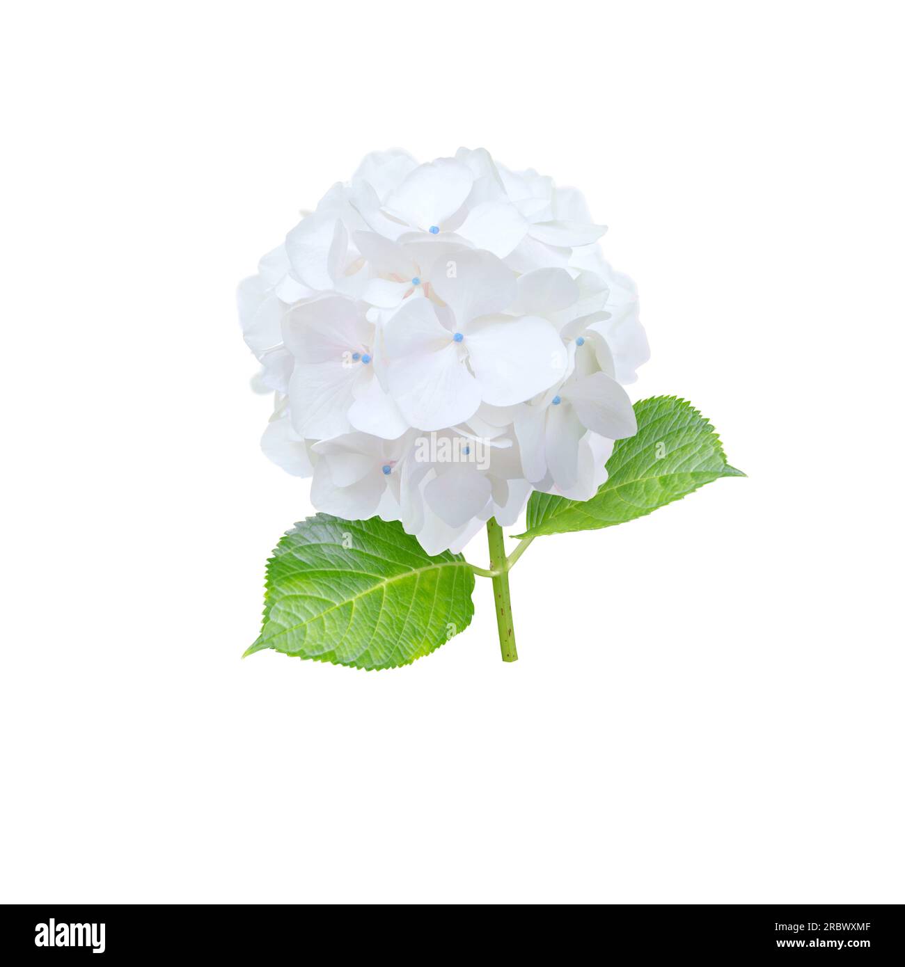 White hydrangea flower closeup isolated on white. Hortensia flowering ...