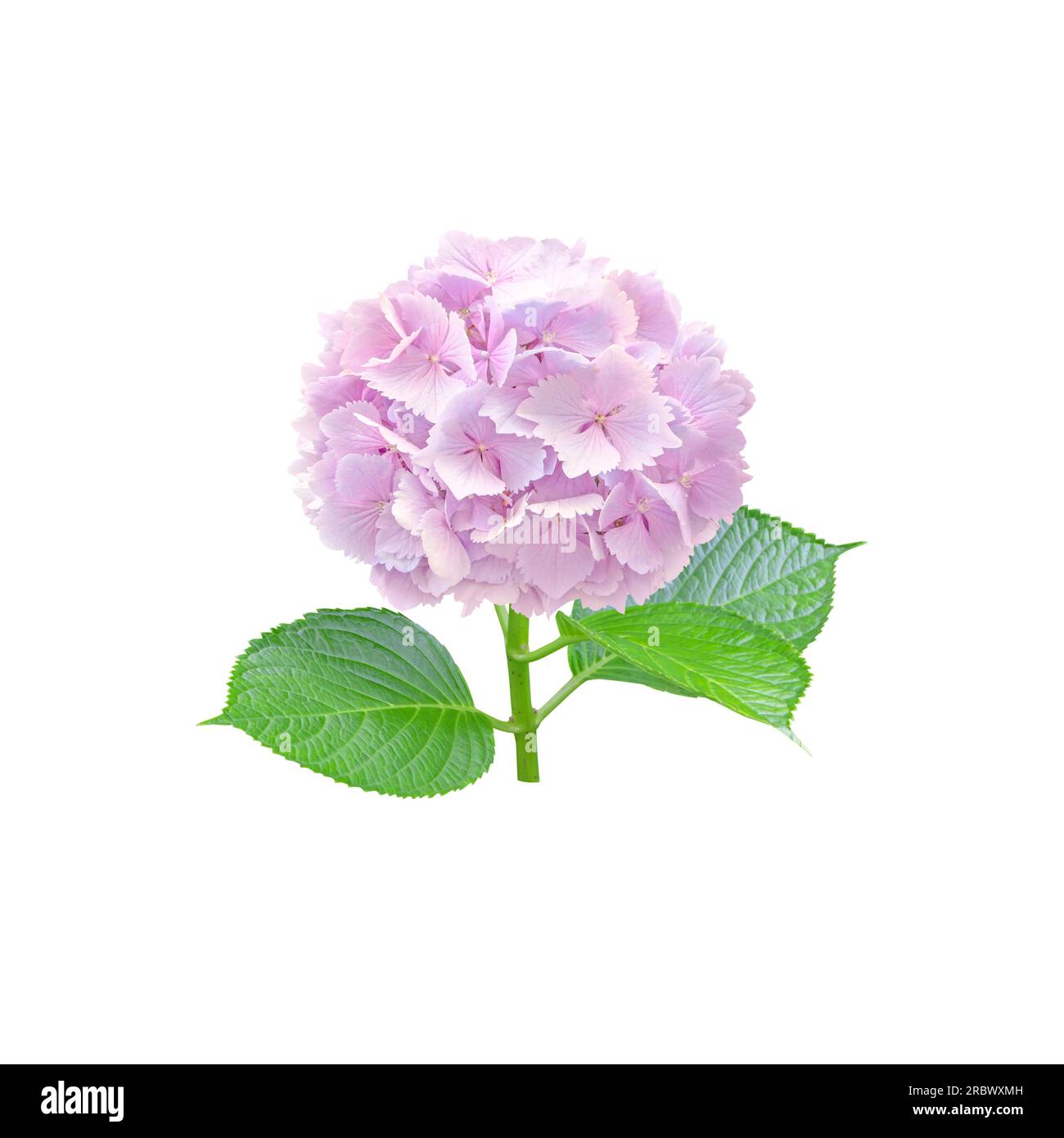 Flower with serrated petals hi-res stock photography and images - Alamy