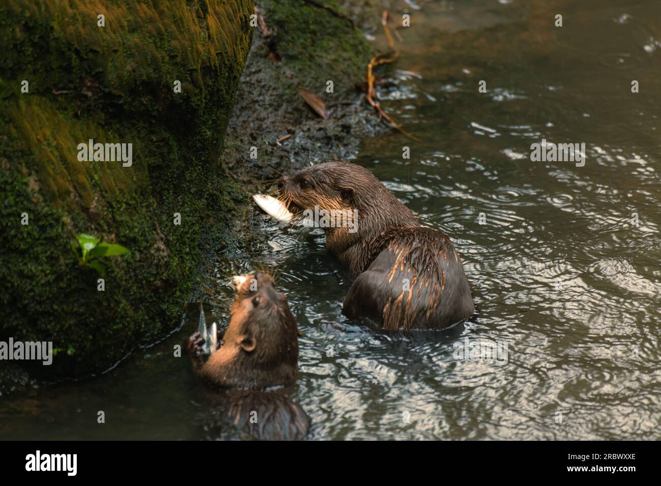 Giant River Otter, Pteronura brasiliensis, eating fish on the shore Matto Grosso, Brazil, South America Stock Photo