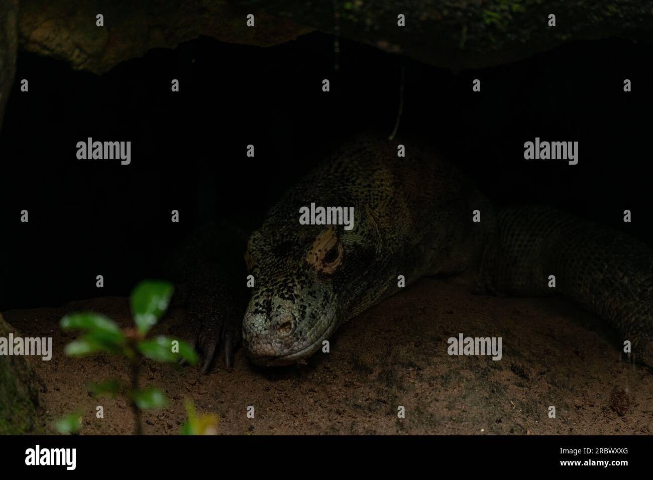 Komodo Dragons hiding under a rock on Komodo island, dark rainy day with copy space for text Stock Photo