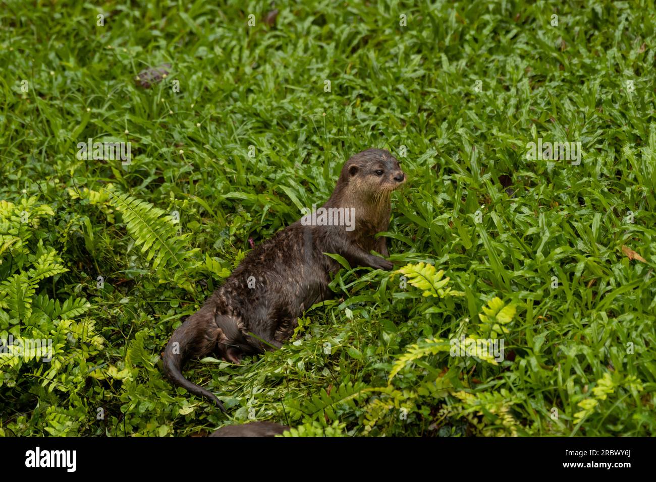 Close up Asian Short Clawed Otter Amblonyx cinerea on the grass, copy space for text Stock Photo