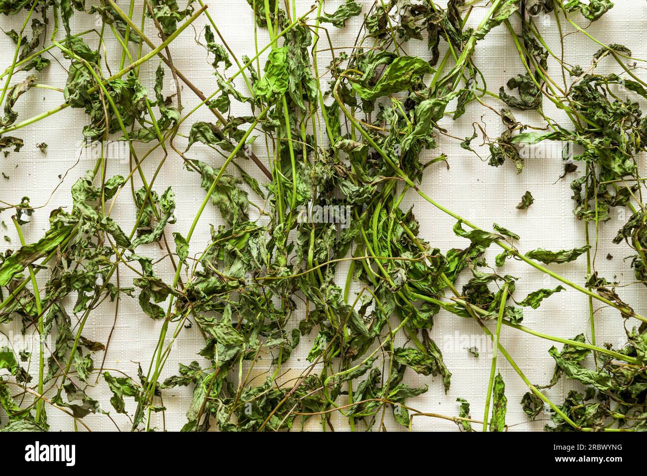 Preparation of dry mint leaves on cloth, drying of mint leaves, dried