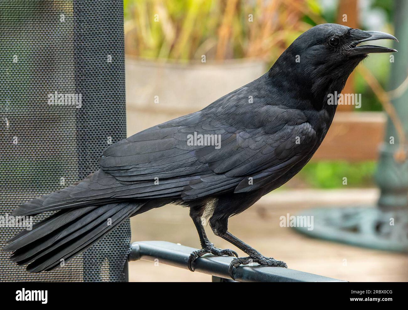 A big Black Bird arrives on the deck Stock Photo - Alamy