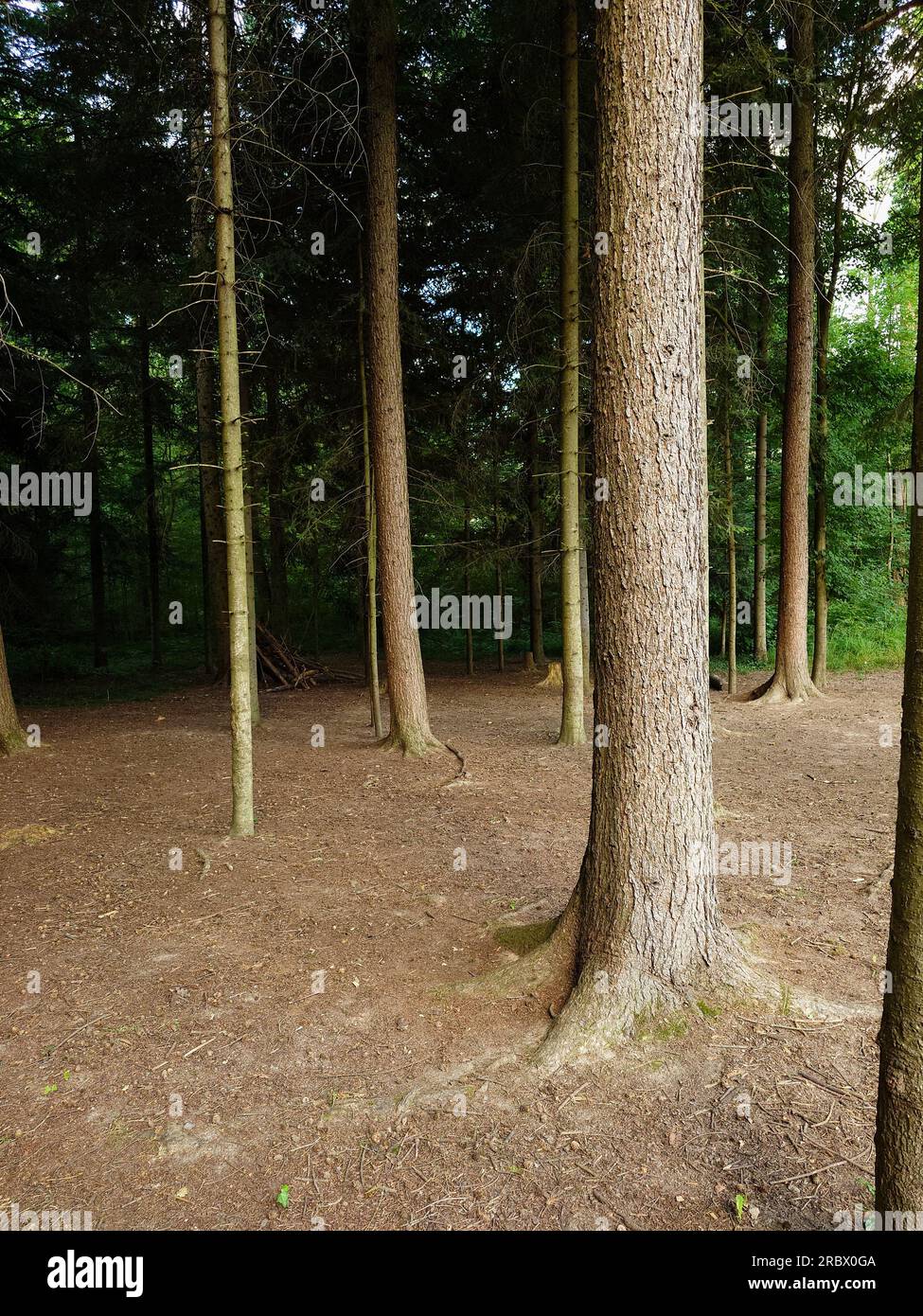 Large tall tree trunks hi-res stock photography and images - Alamy