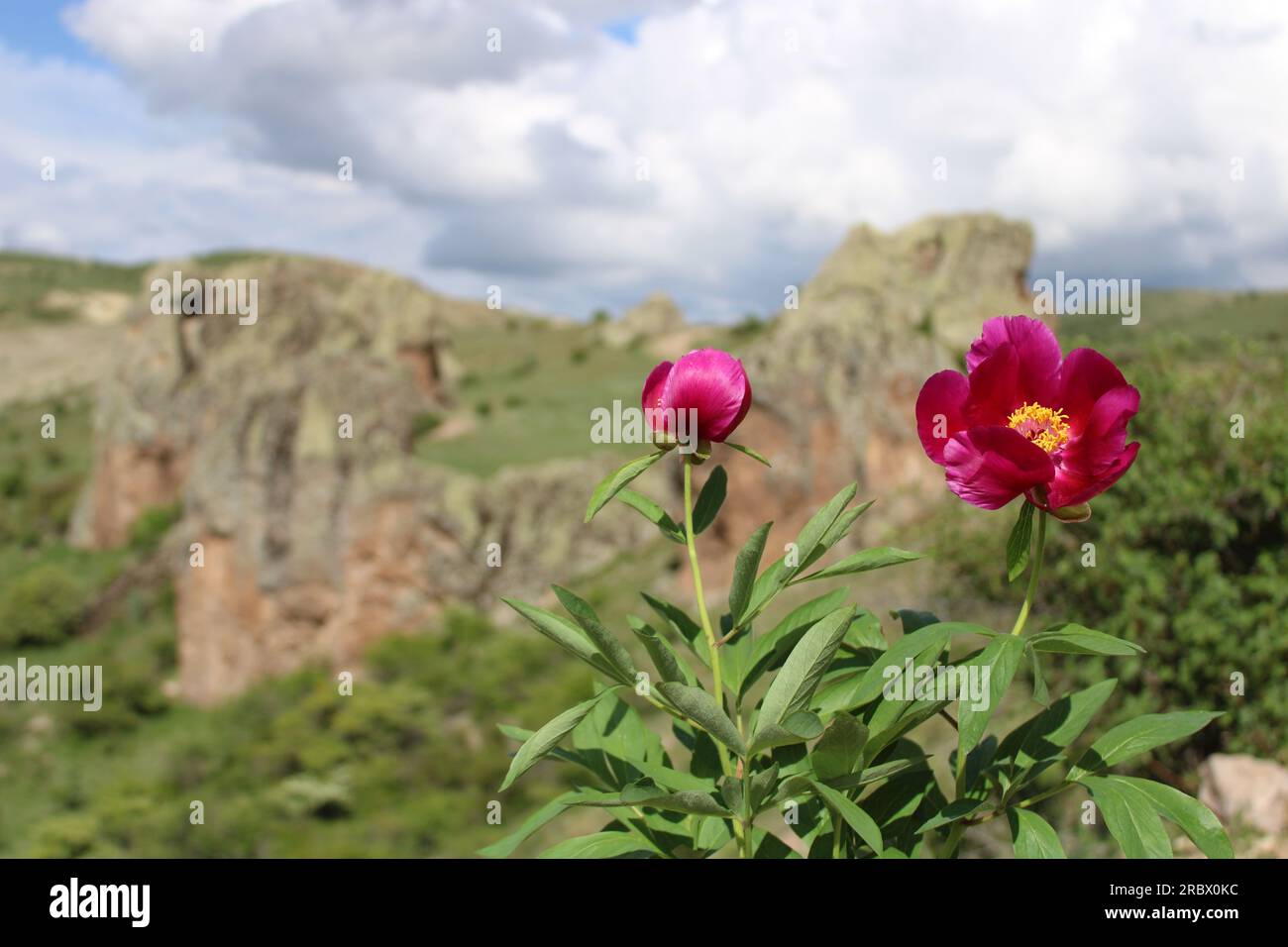 endemic tulip native to the city of yozgat. Stock Photo