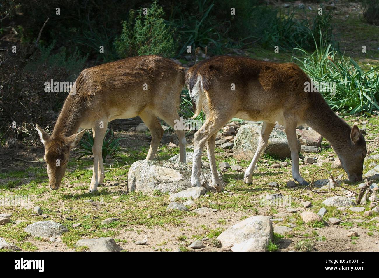 Fallow Deer, Oasis WWF Monte Arcosu. The Monte Arcosu - Piscinamanna forest complex is the largest Mediterranean Maquis forest in the entire Mediterra Stock Photo