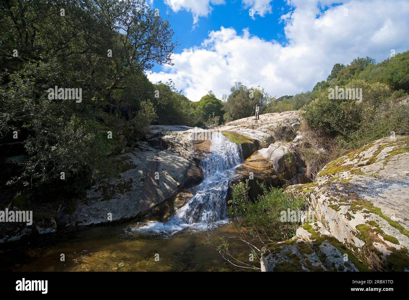 Oasis WWF Monte Arcosu. The Monte Arcosu - Piscinamanna forest complex is the largest Mediterranean Maquis forest in the entire Mediterranean basin. S Stock Photo