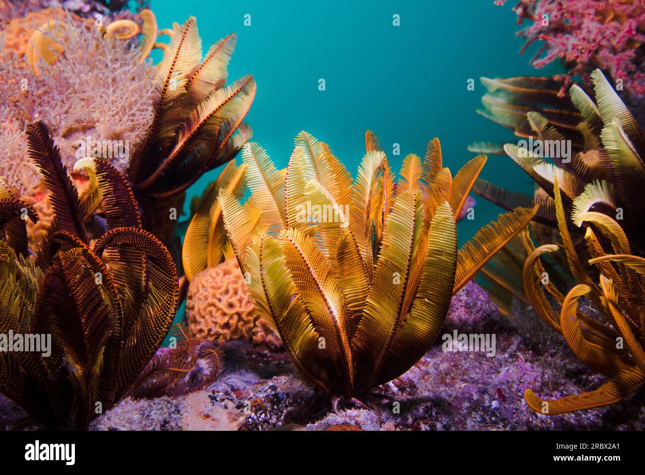 Elegant Feather star (Tropiometra carinata) underwater on the reef Stock Photo