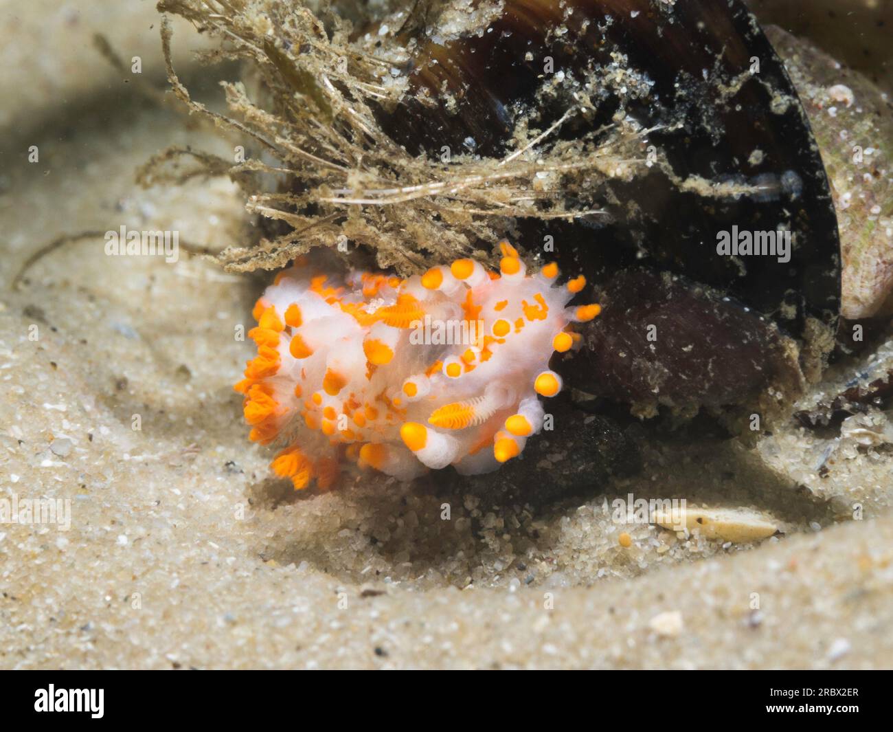 Orange-clubbed sea slug (Limacia clavigera) front view of a white bodied nudibranch with orange tips on protrusions and blotches Stock Photo