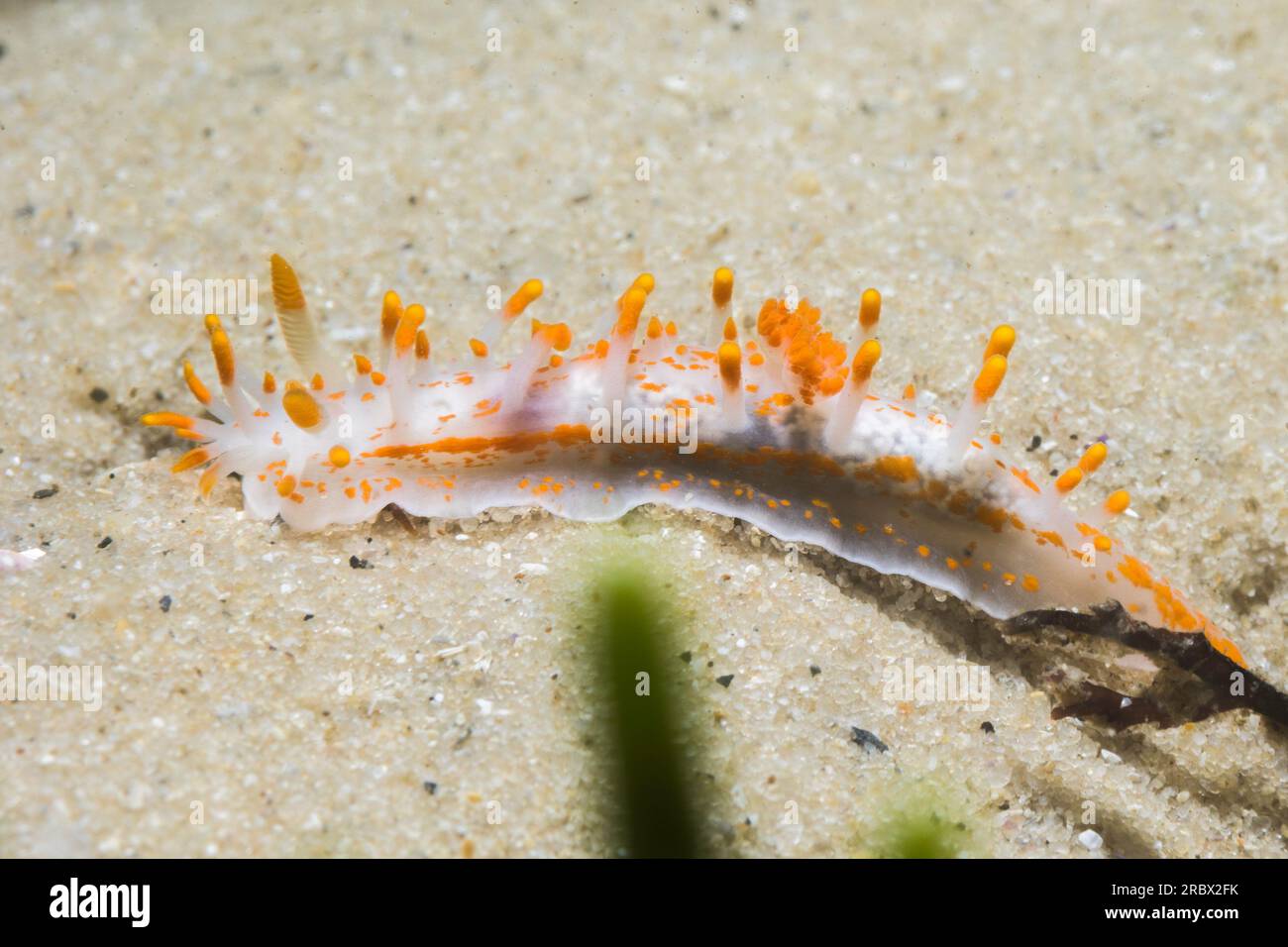 Orange-clubbed sea slug (Limacia clavigera) side view of a white bodied nudibranch with orange tips on protrusions and blotches Stock Photo