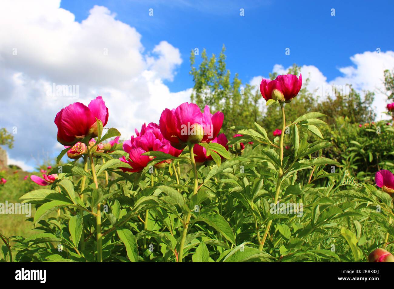 endemic tulip native to the city of yozgat. Stock Photo
