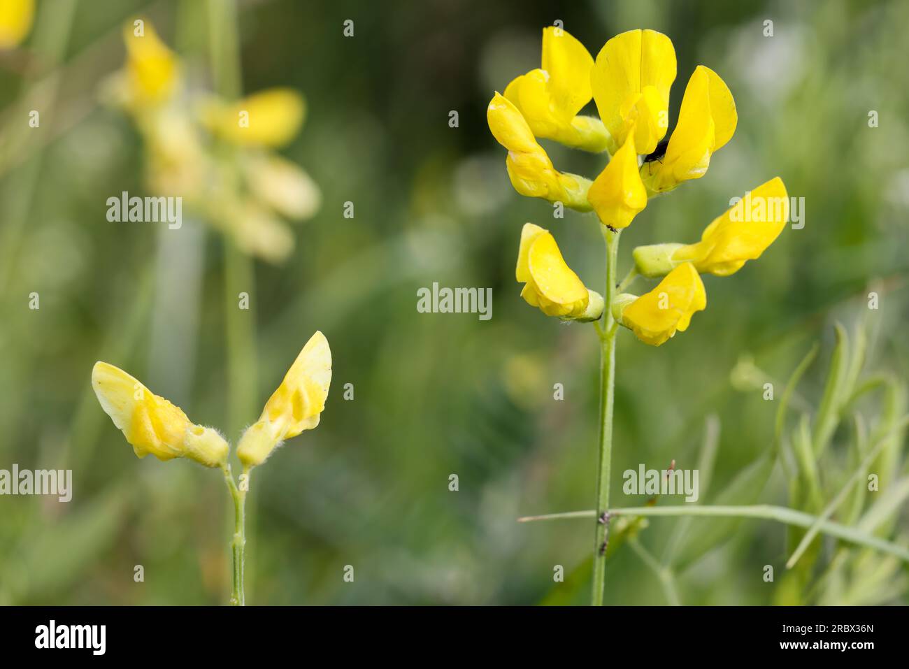 Meadow vetchling Stock Photo