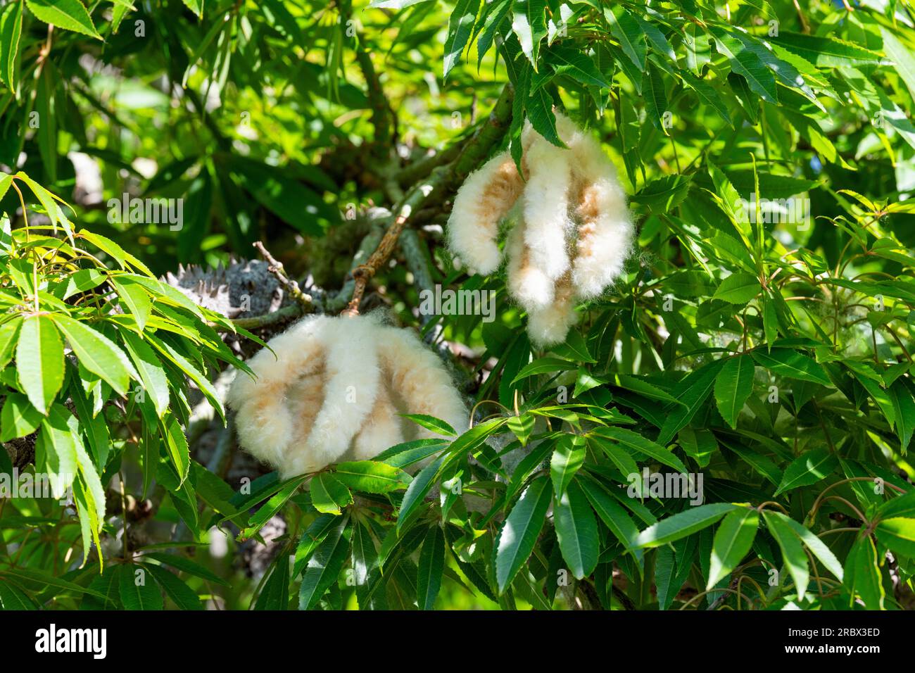 Kapok tree ceiba pentandra bombacaceae hi-res stock photography and ...