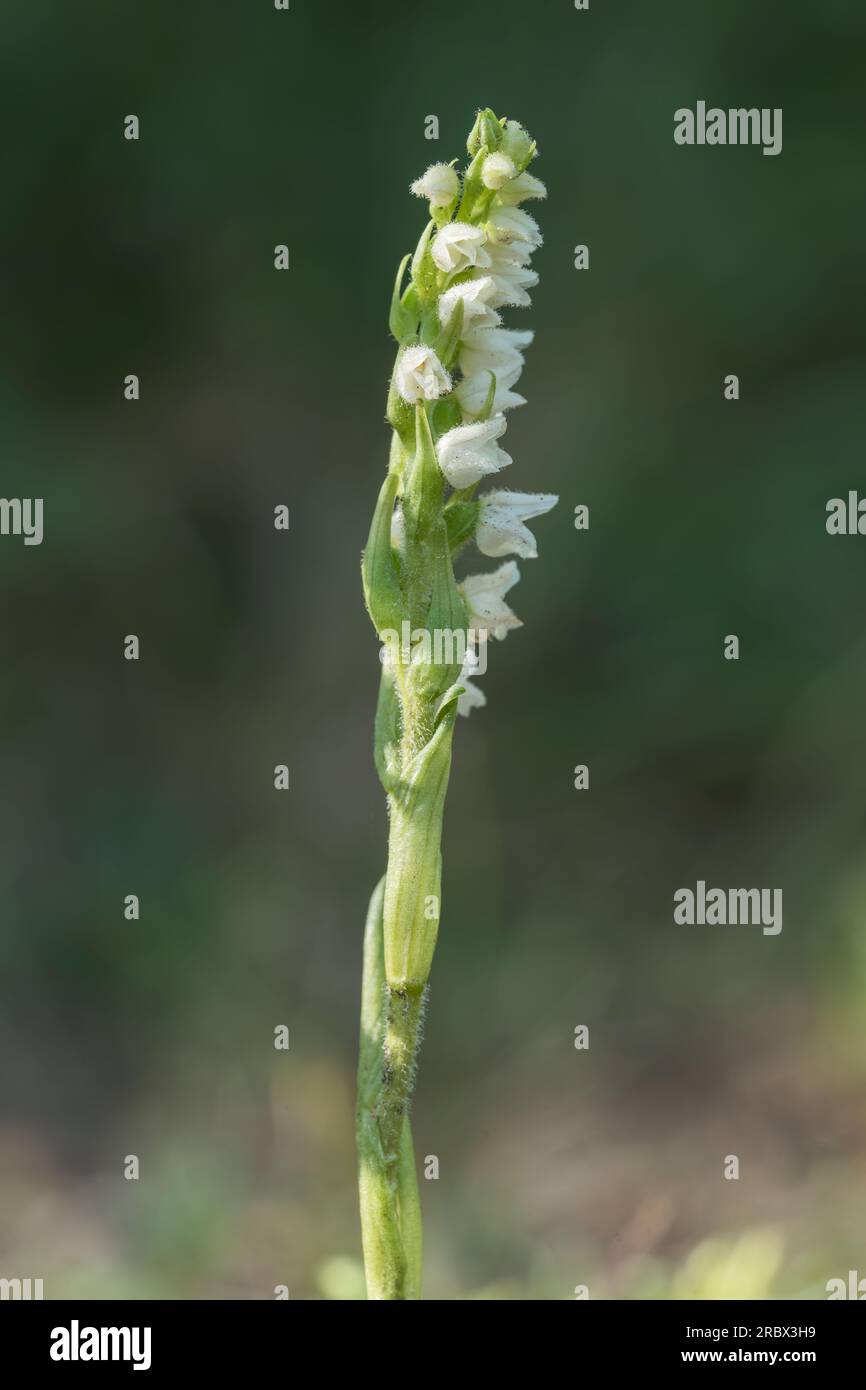 creeping lady's tresses orchid, Goodyera repens, close-up of single flower at Wells-next-the-sea, Norfolk, United Kingdom Stock Photo