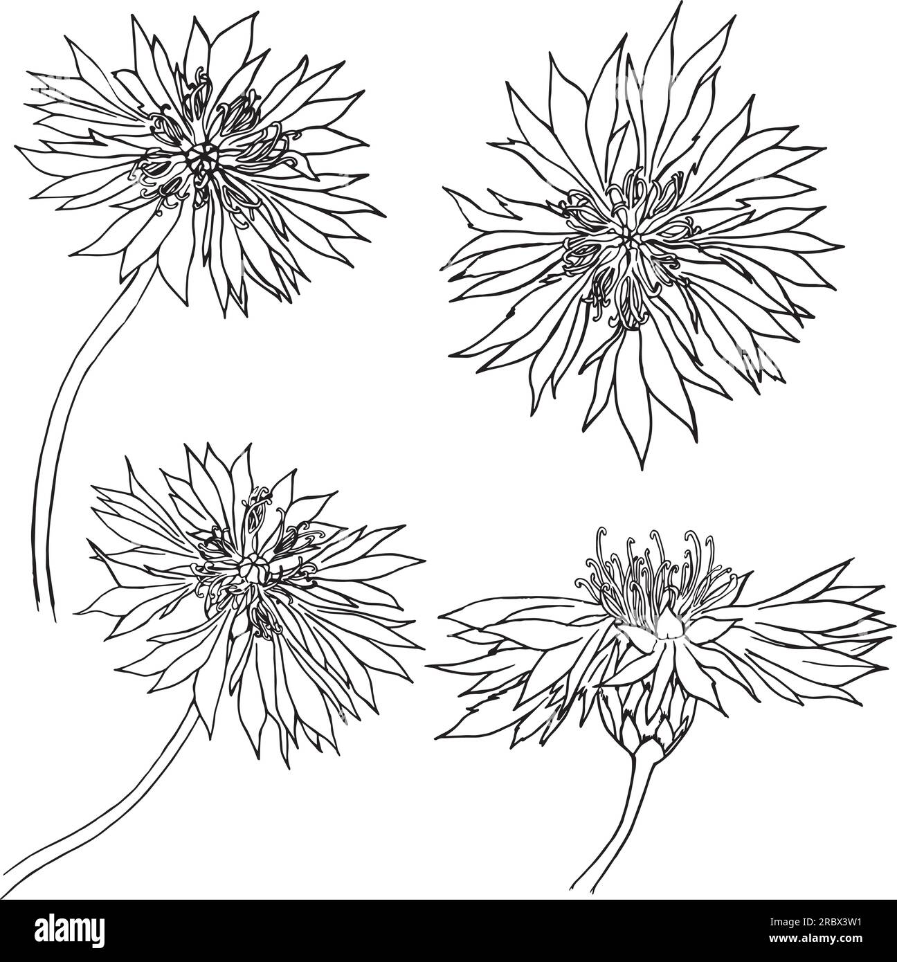 Set of vector hand drawn Cornflower illustration , knapweed isolated on