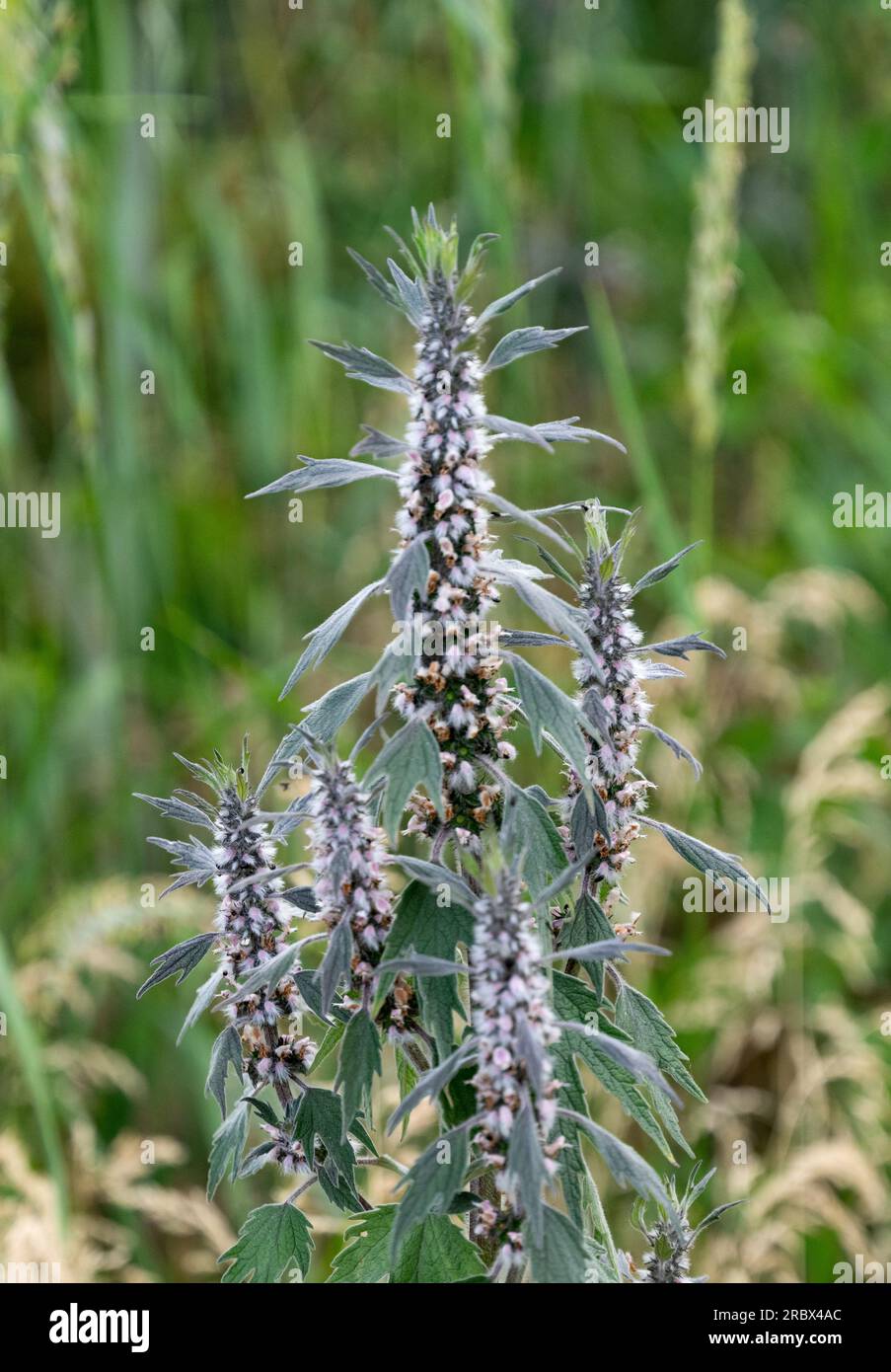 meadow plants growing in summer Stock Photo