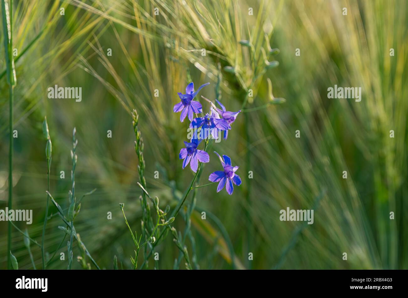 meadow plants growing in summer Stock Photo