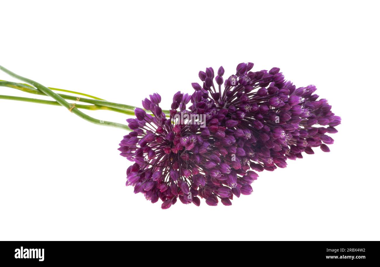 garlic flower on white background Stock Photo