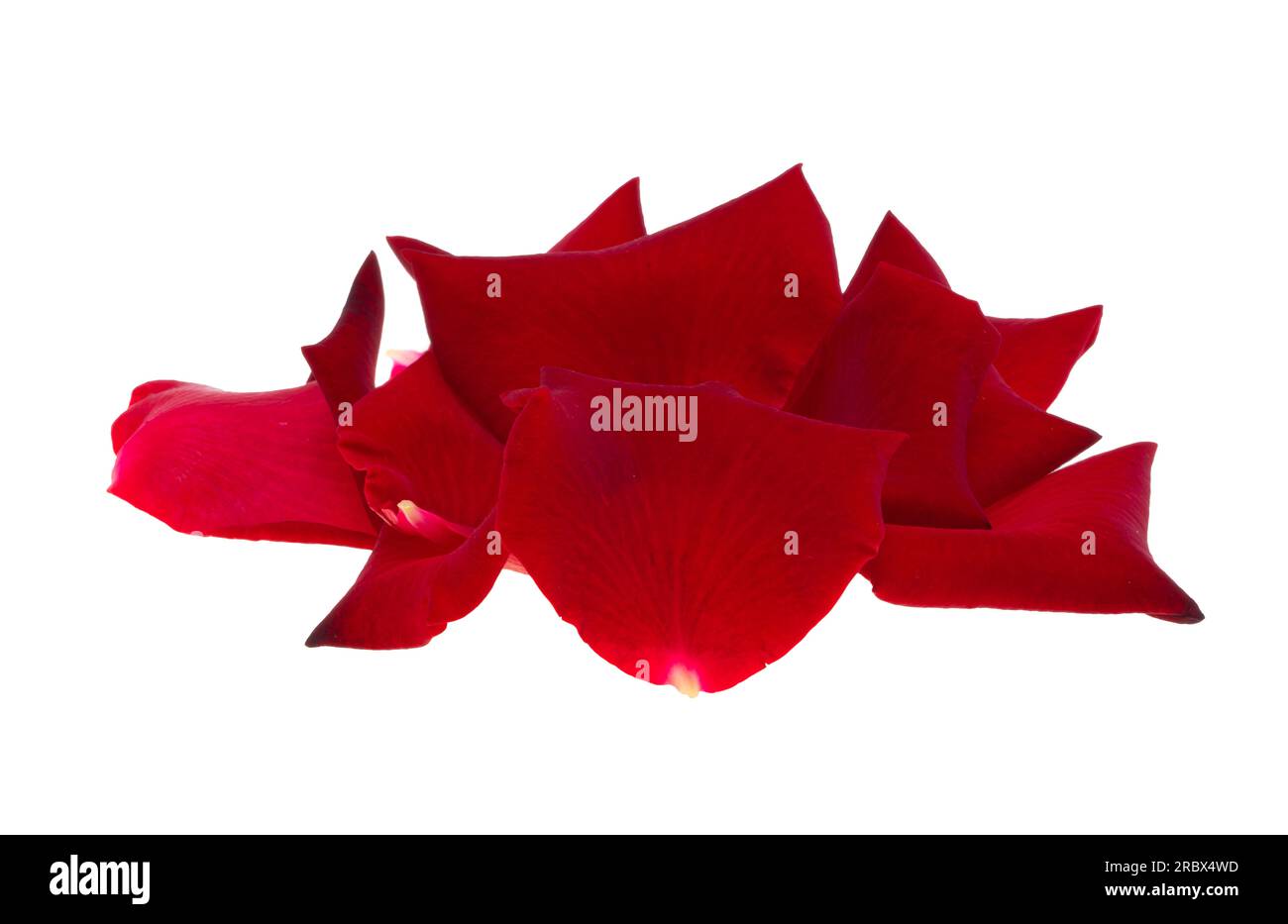 Red rose petals flying on hi-res stock photography and images - Alamy