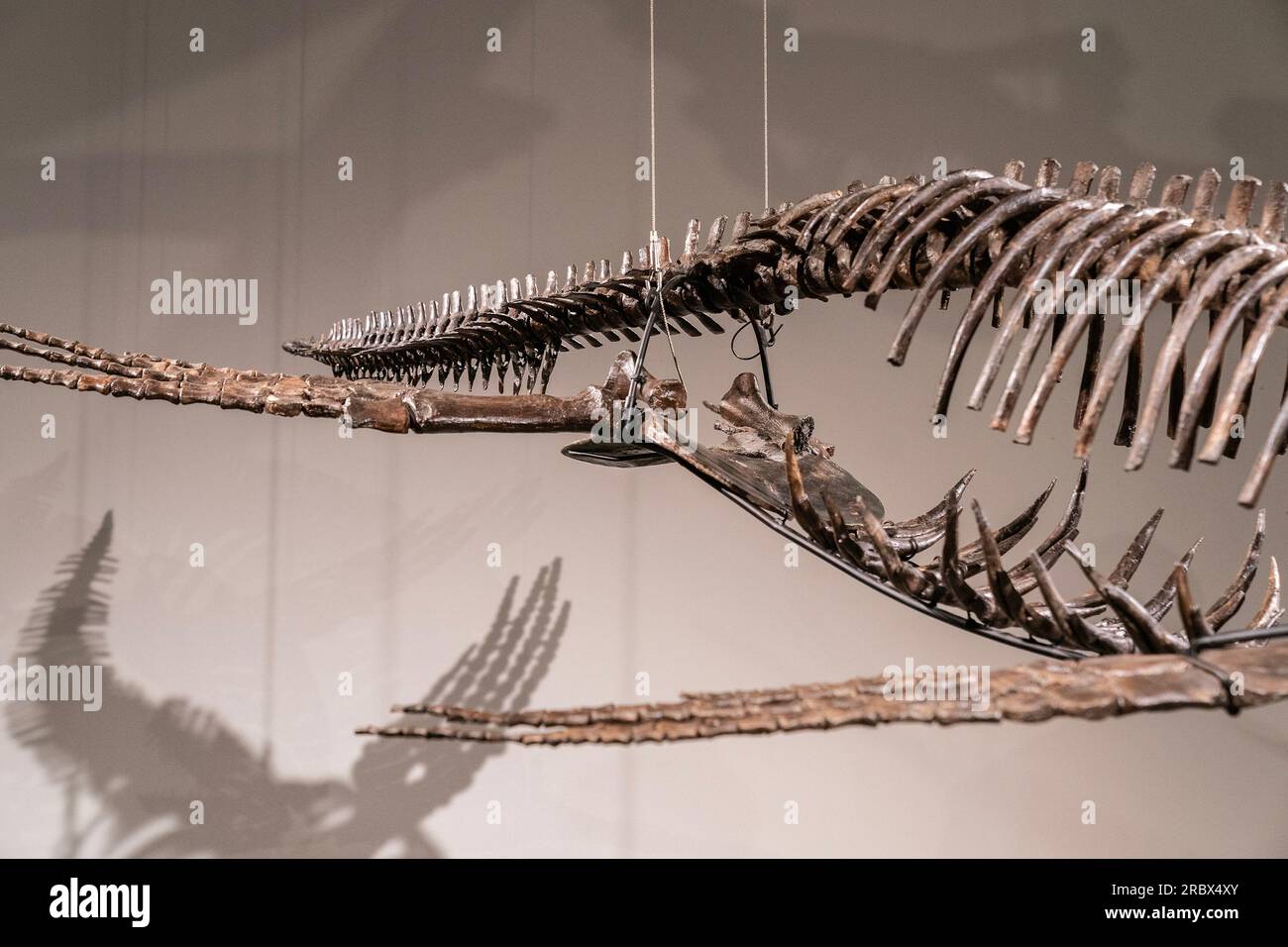 Pteranodon Dinosaur Corporation
