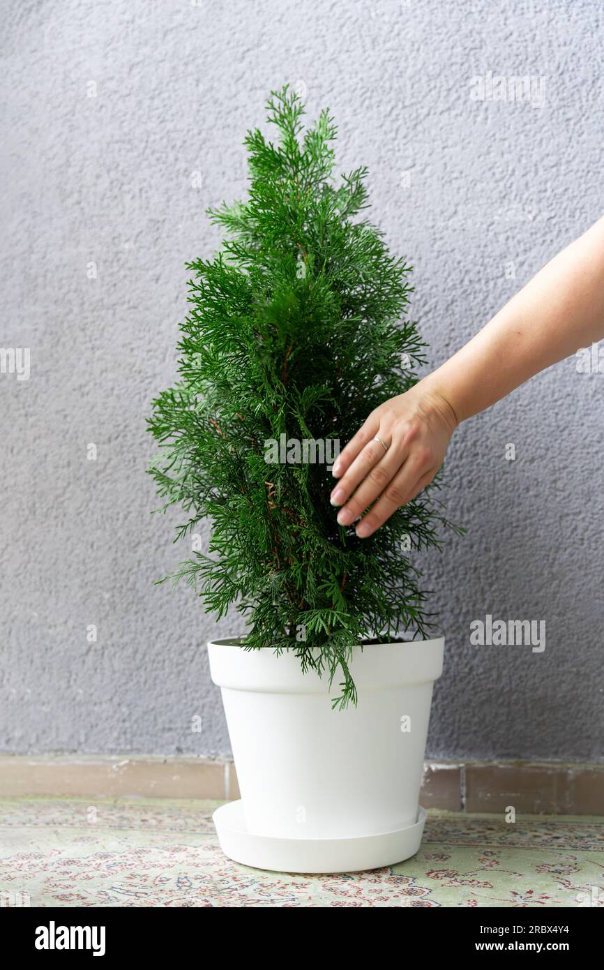 A hand touches the foliage of a thuja bush growing in a pot at home. Stock Photo