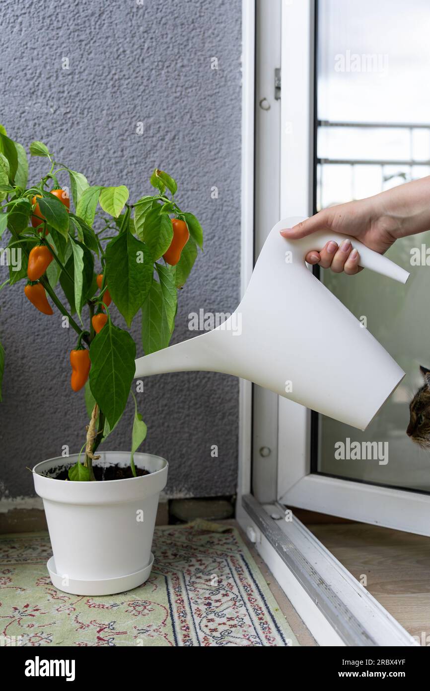 A woman watering a bush of hot chili peppers NuMex Pumpkin Spice Chili grown on the balcony in a pot from a watering can. Stock Photo