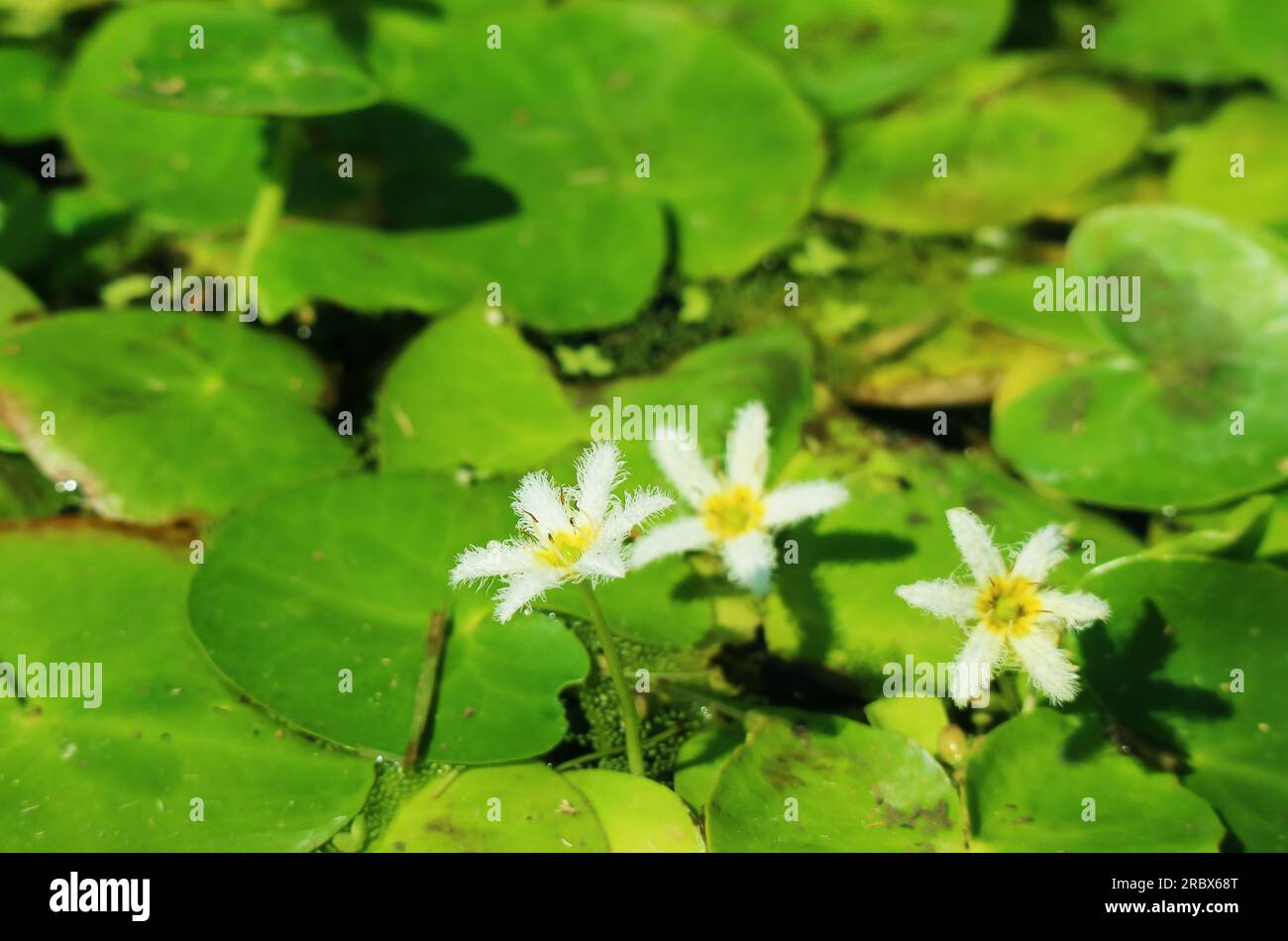 Goldfish Flakes - Bennetts Waterlily Plants