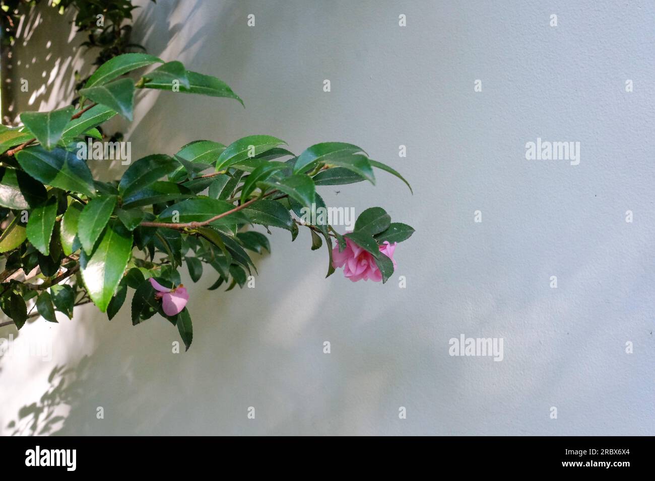 Chinese garden of friendship Stock Photo Alamy