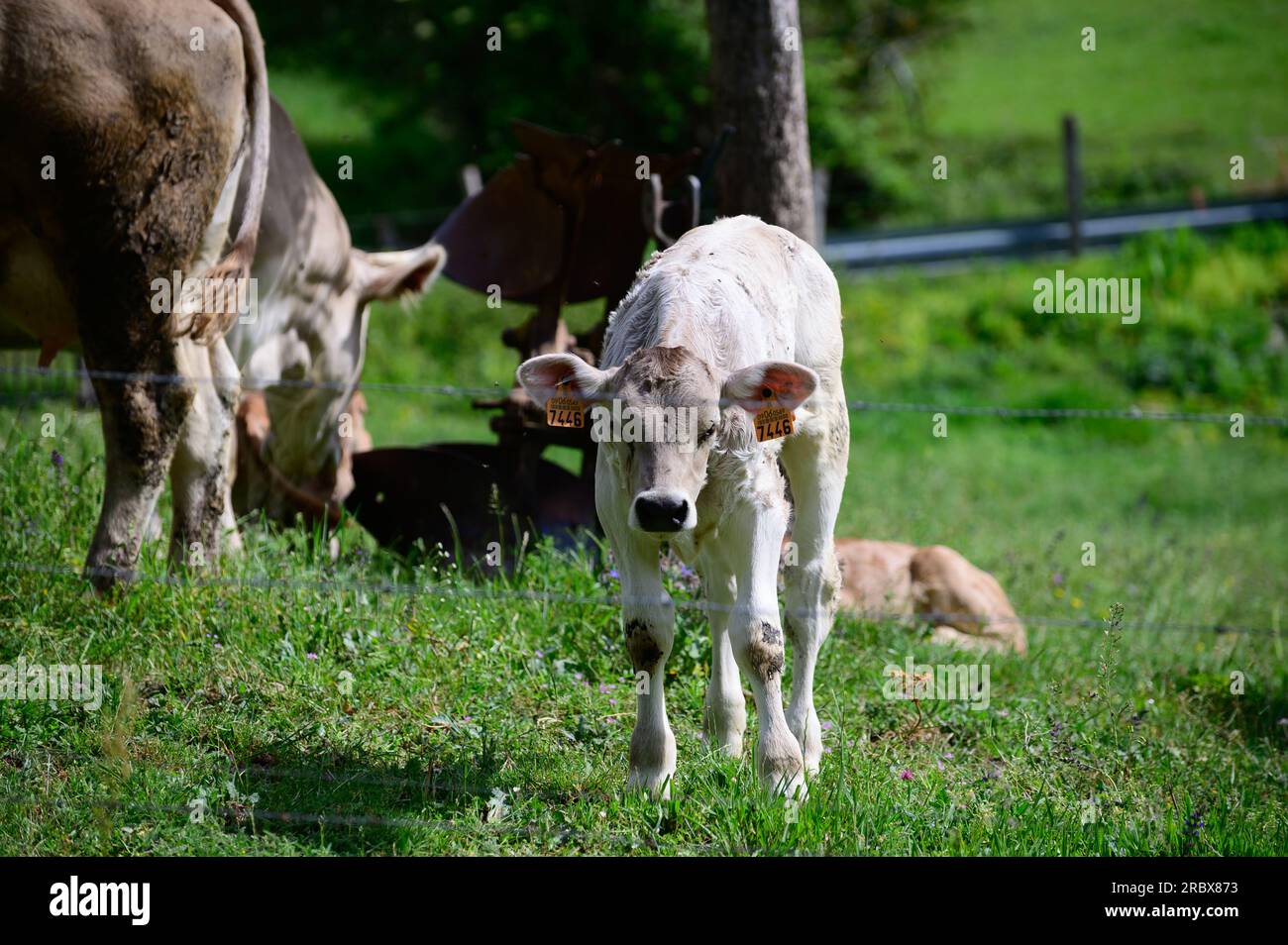 Brown Cantabrian cows grazing on pasture, Liebana Valley, Cantabria ...