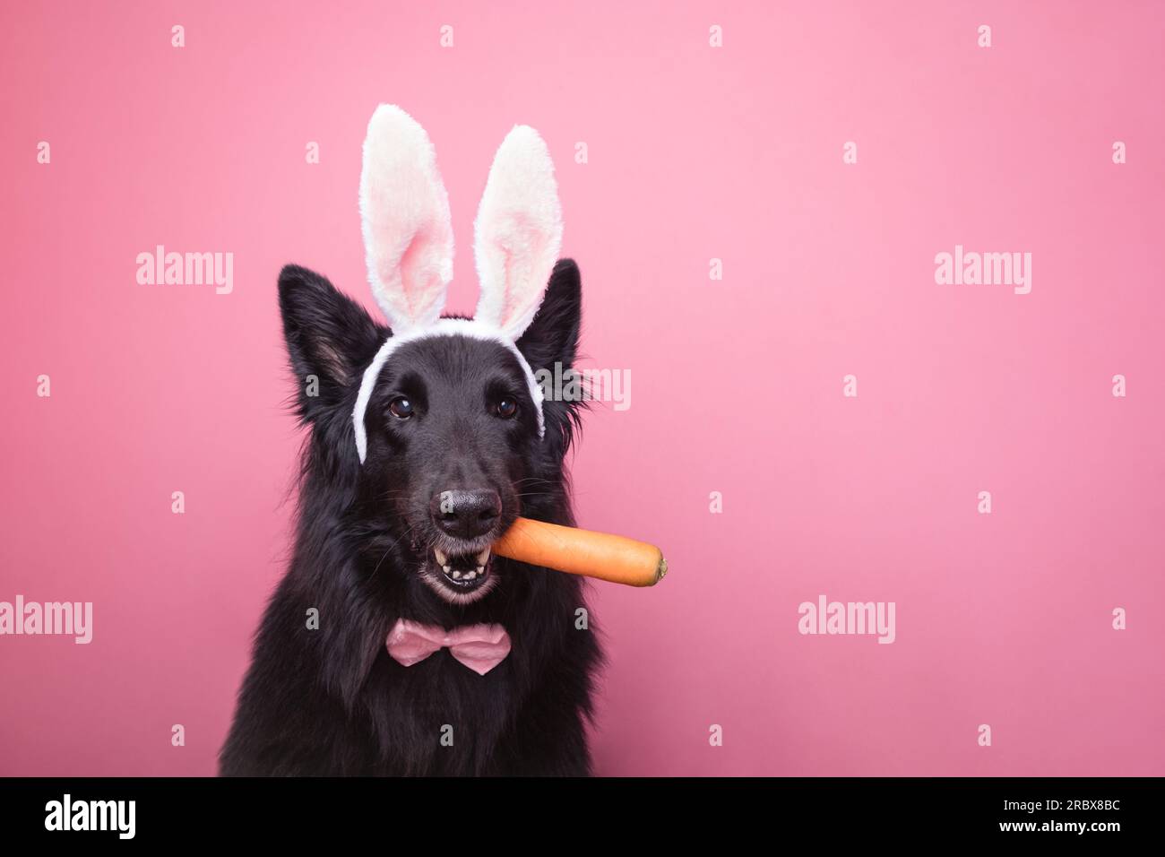 Adorable Dog In Bunny Costume With A Carrot On His Mouth. Easter