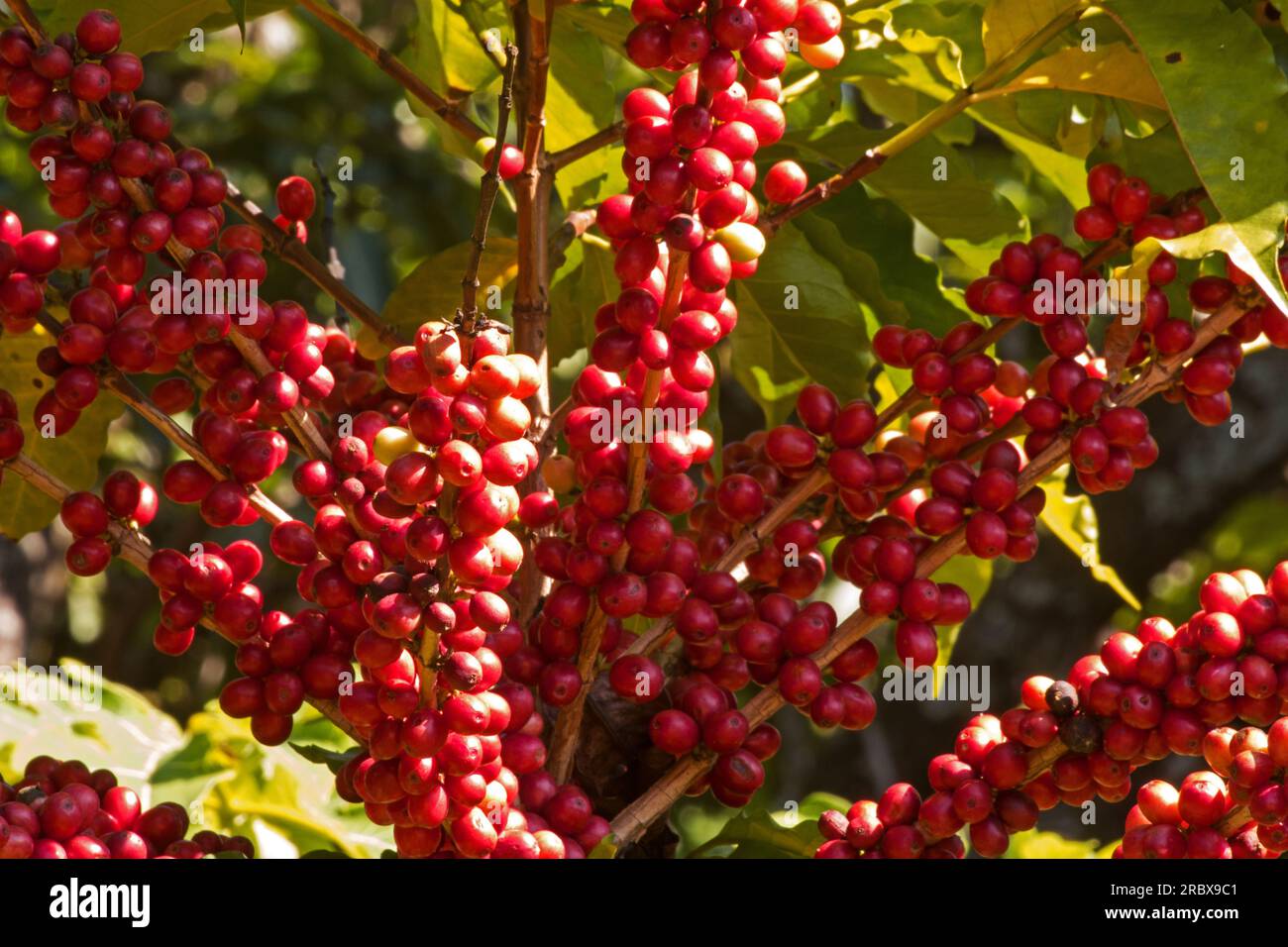 Coffea arabica. Arabic coffee plant, tree with berries Stock Photo Alamy
