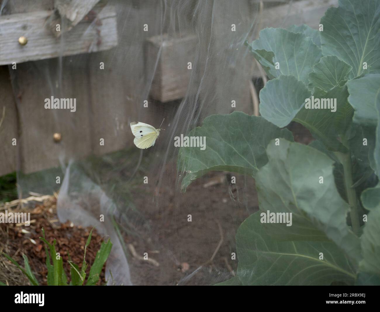 Cabbage whites netting hires stock photography and images Alamy