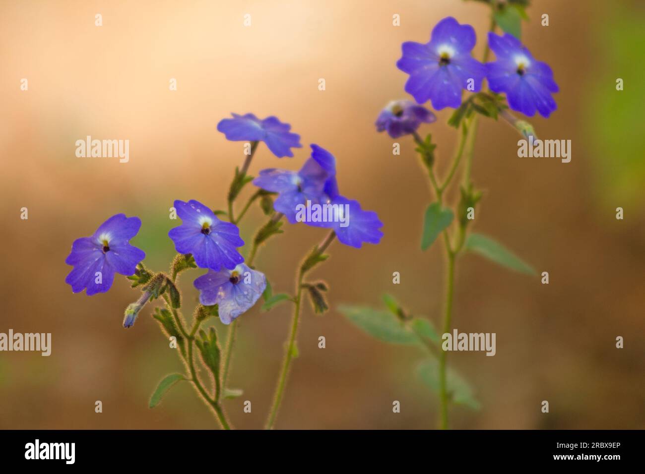 Browallia americana, Blue Lady, plant, flower on neutral background Stock Photo