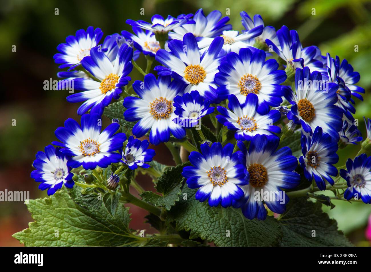 Pericallis hybrid, Pericallis, ‘Senetti Blue Bicolor’ Cineraria plant in bloom Stock Photo