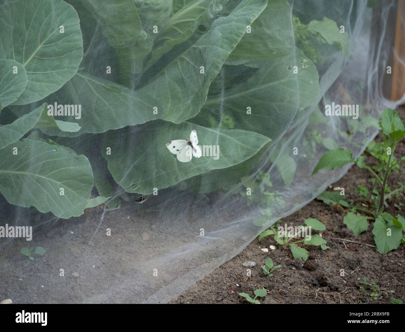 Cabbage white butterfly netting. butterflies trying to get in Stock