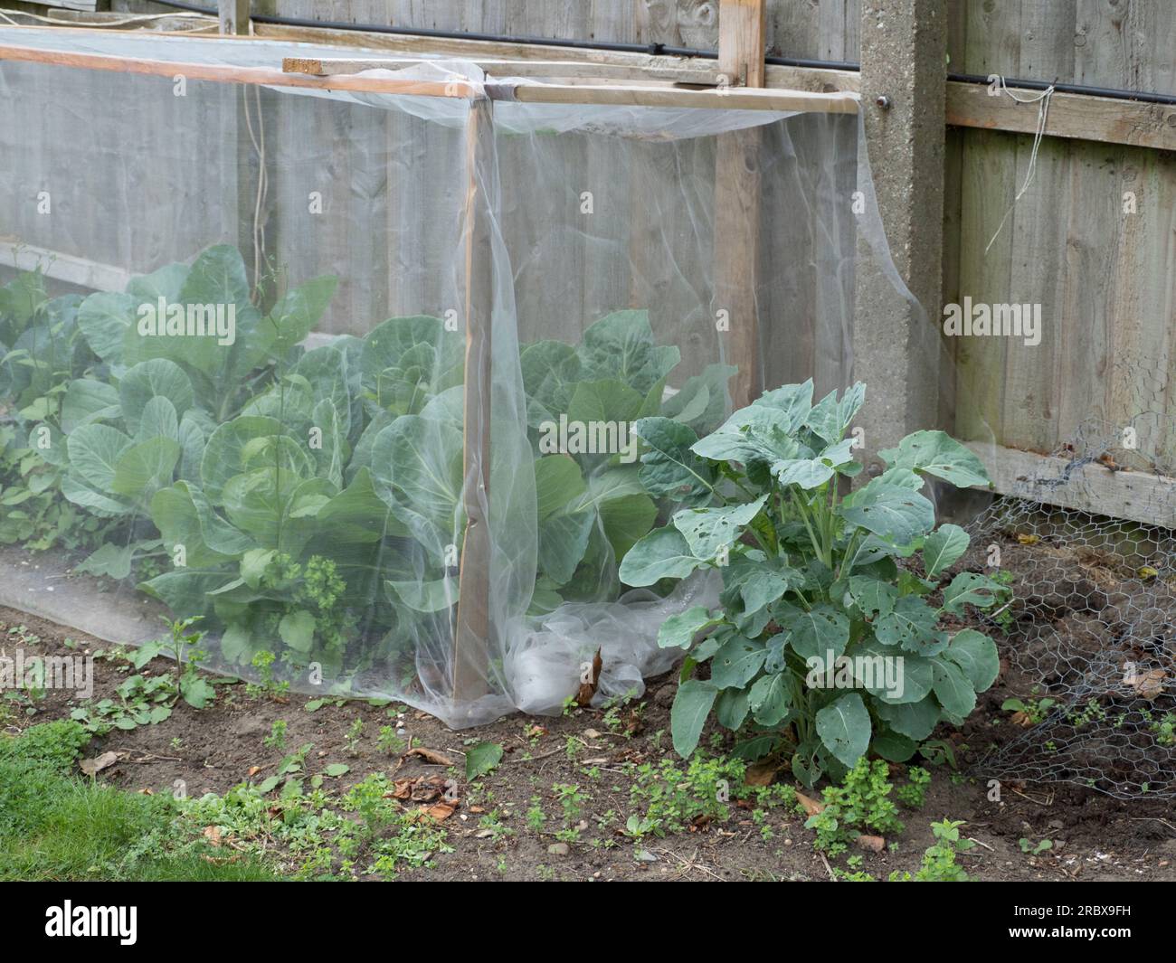 Netting to keep out cabbage white butterflies Stock Photo Alamy