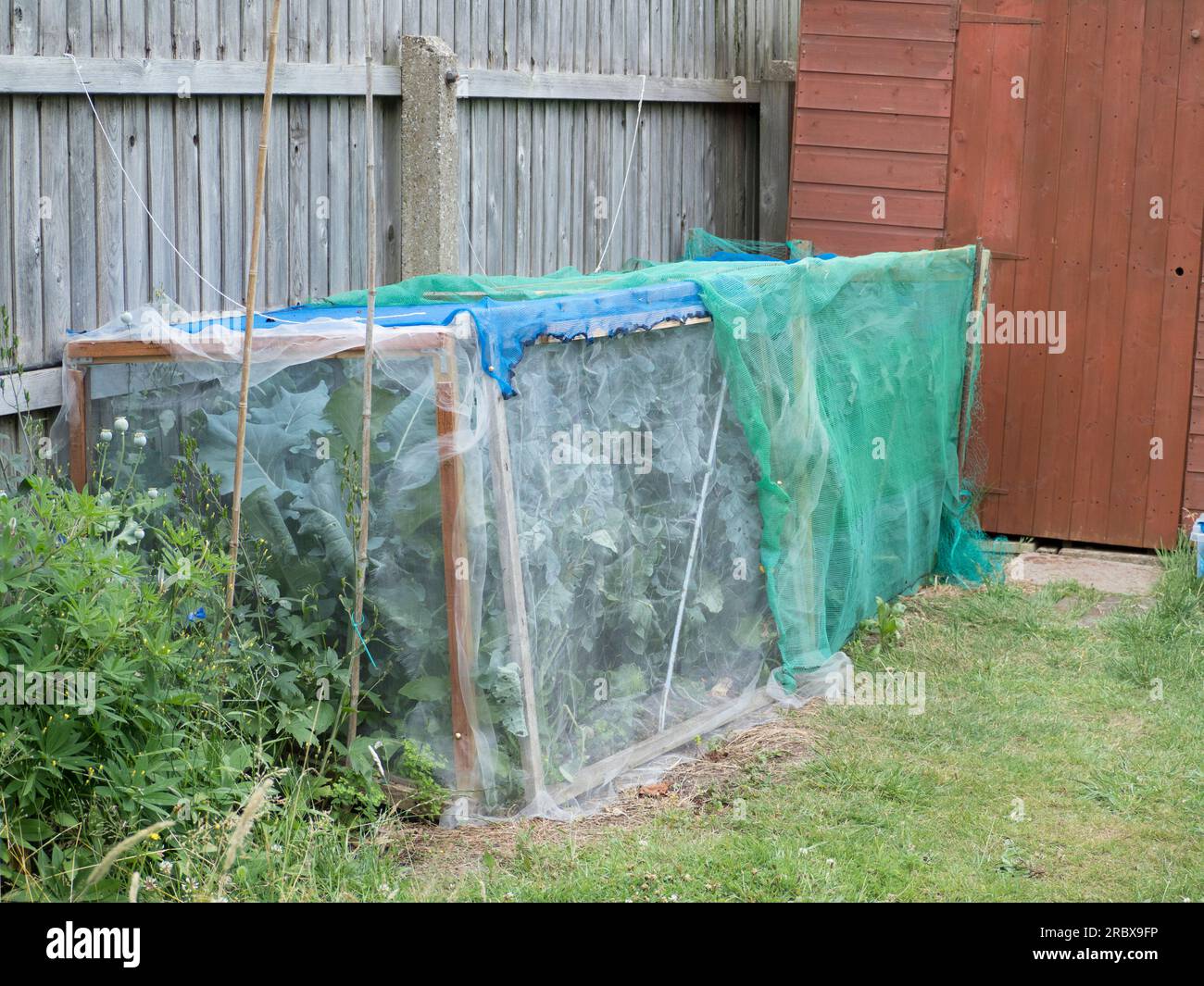keeping out cabbage white butterflies with netting Stock Photo Alamy