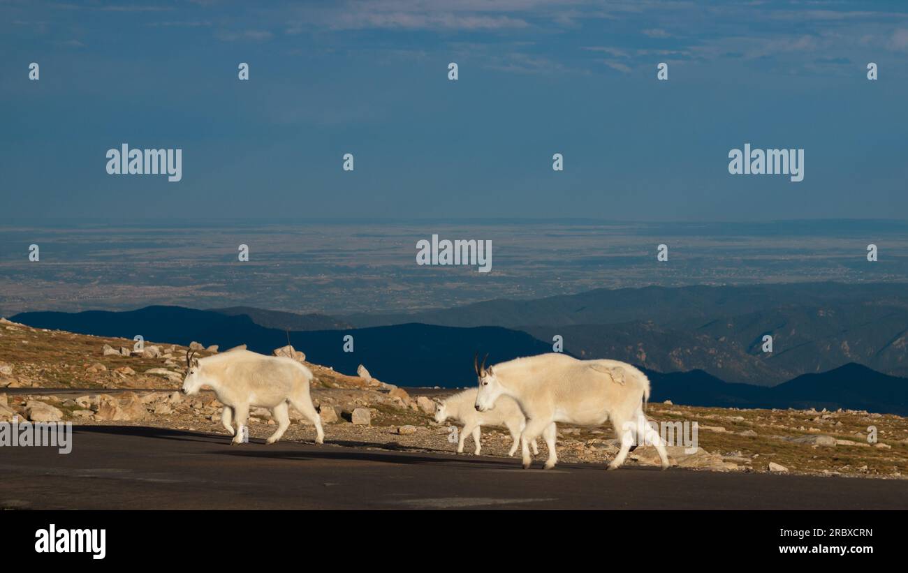 Mountain Goat with Kid Stock Photo - Alamy