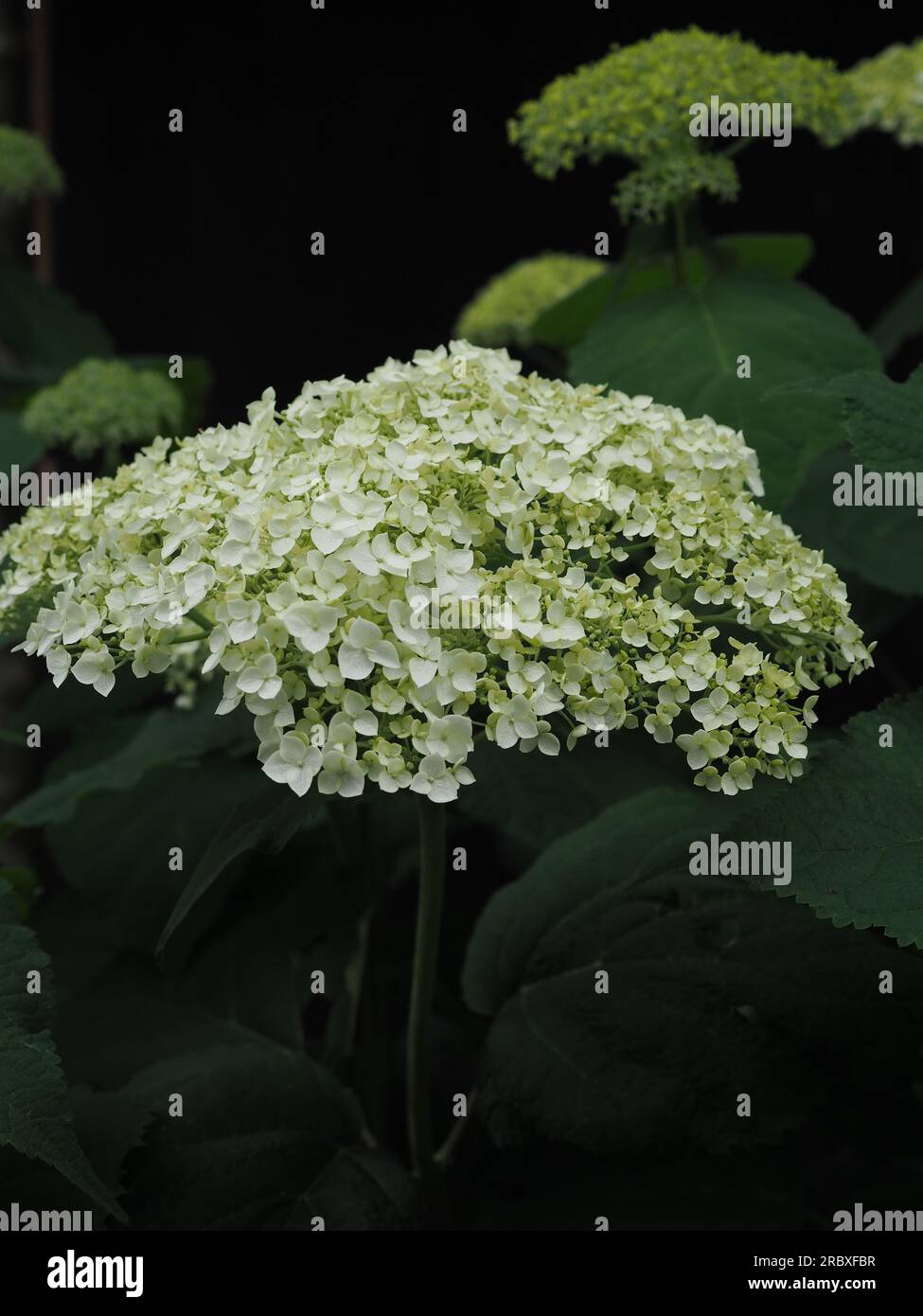 A flower of the mophead Hydrangea arborescens 'Incrediball' shining white and slightly green against a dark shady background in a British garden Stock Photo