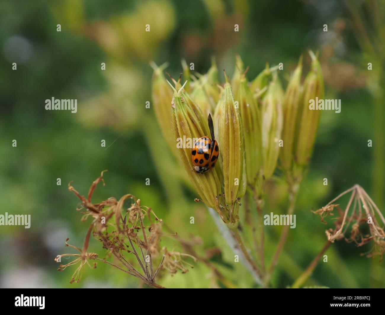 Close up of a ladybird on the dried seed head of Myrrhis odorata (sweet cicely) demonstrating gardening for biodiversity of wildlife Stock Photo