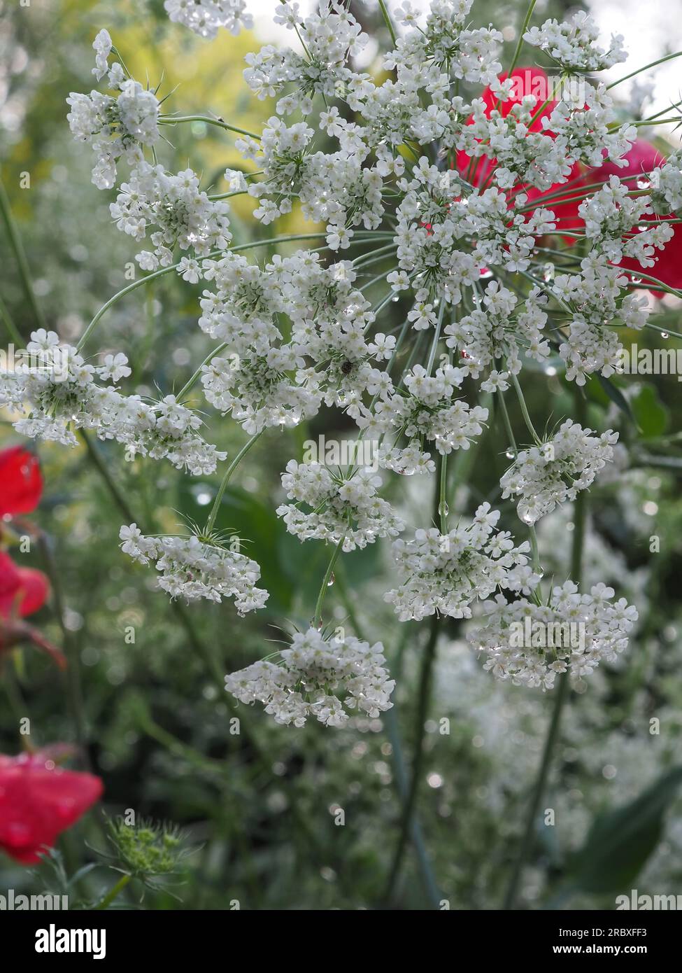 Dainty white Ammi majus (Bishop's flower) in close up in a cut flower garden showing the individual florets of the umbel with dewdrops or rain on them Stock Photo