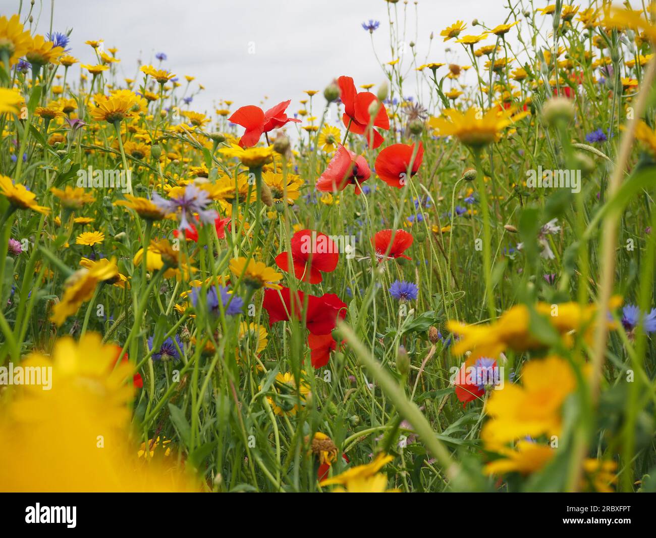 Colourful eye-level close up view of a wild flower field or meadow in June showing poppies, cornflowers and corn marigolds in red, blue and yellow Stock Photo