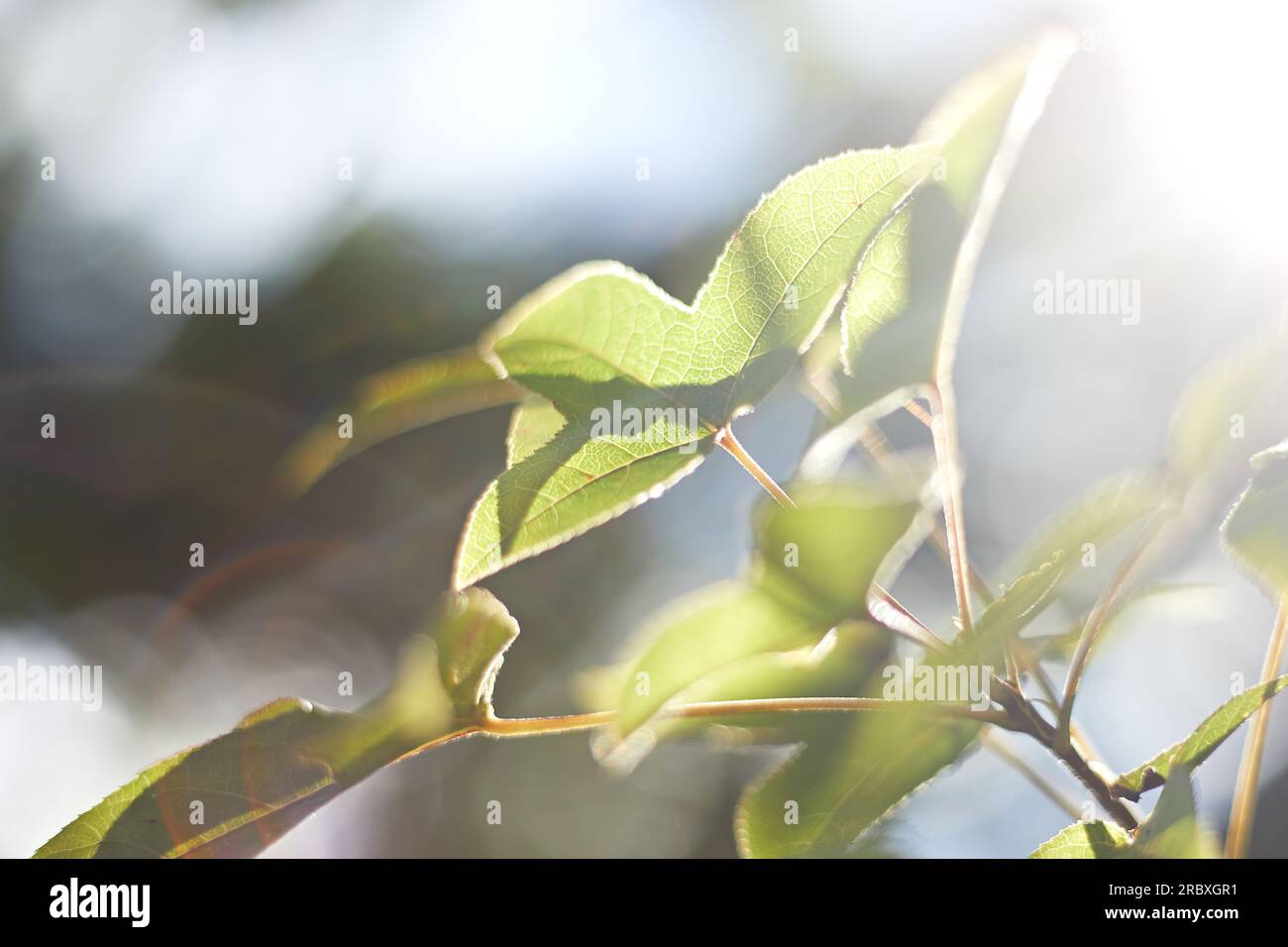 Beautiful abstract green leaf hi-res stock photography and images - Alamy