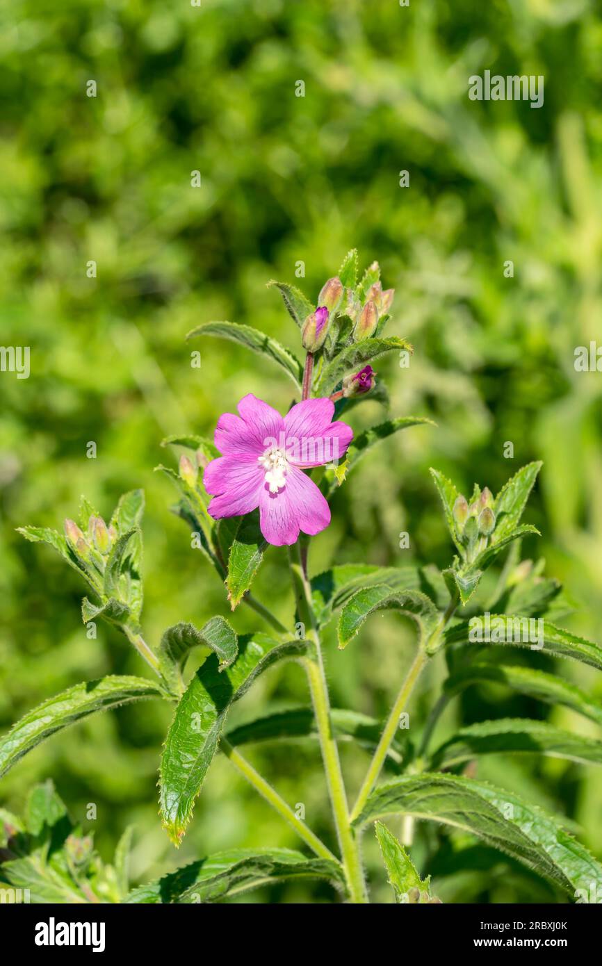 Great Willowherb in flower Stock Photo