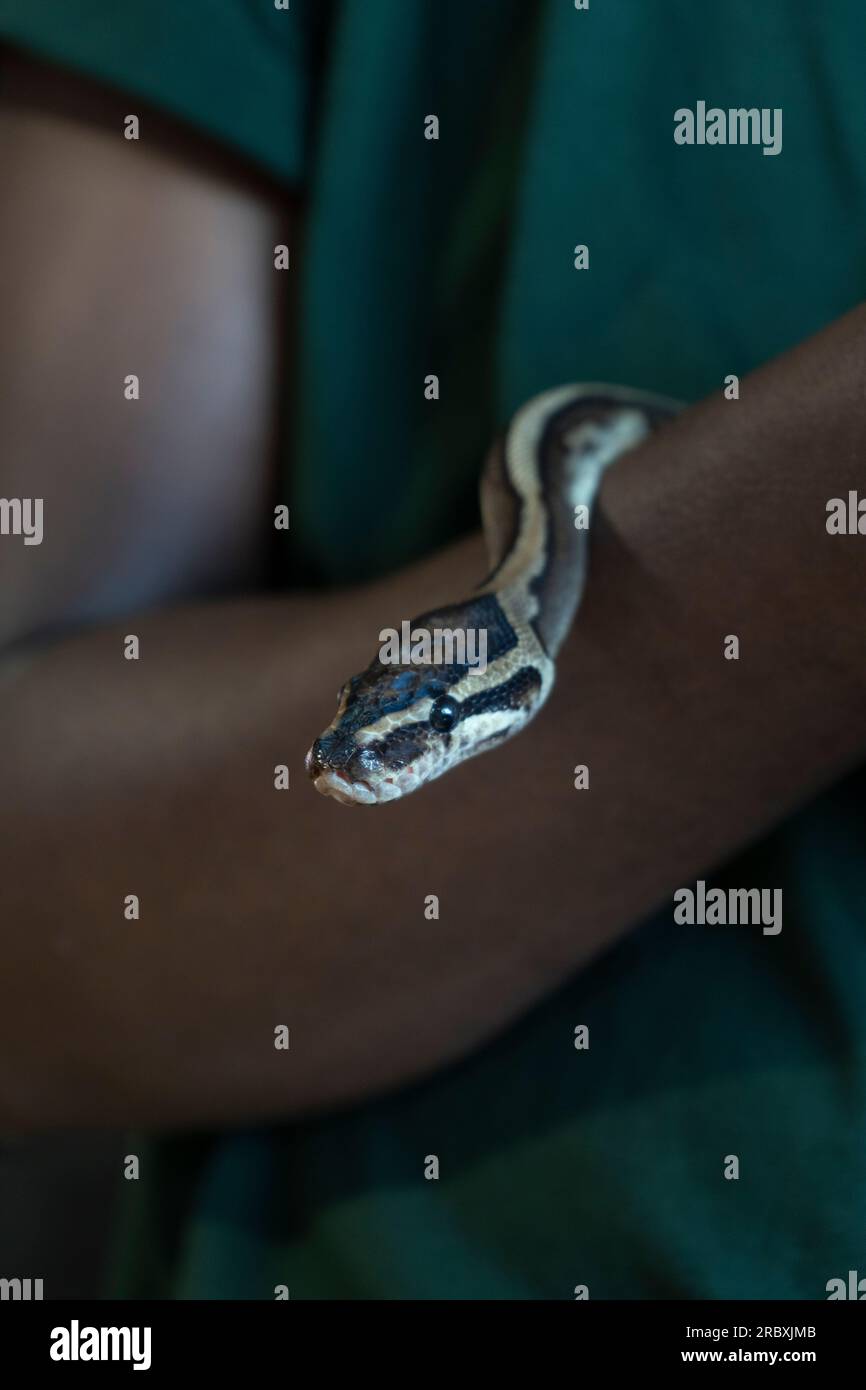 Royal python on arm hi-res stock photography and images - Alamy