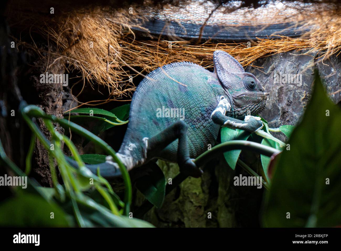 Chameleon under artificial light background. Stock Photo