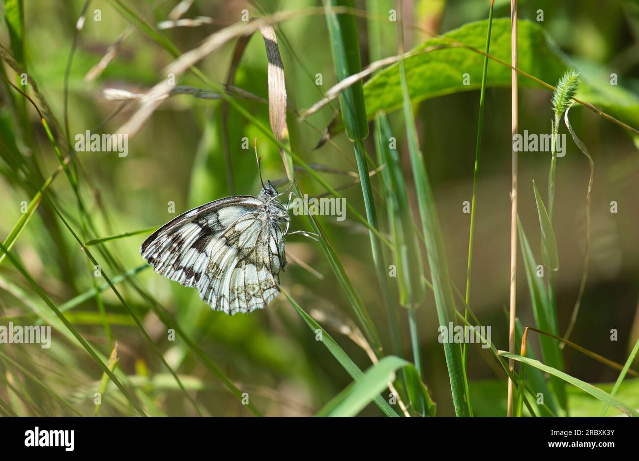 Underside of a marbled white butterfly (Melanargia galathea) Stock Photo