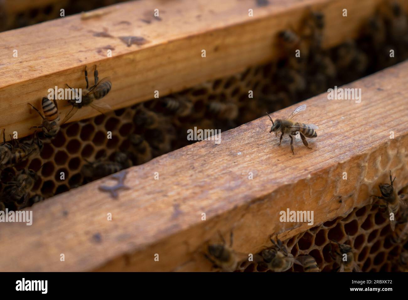Close up of a bee standing on honeycomb wood frame over the colony. Stock Photo