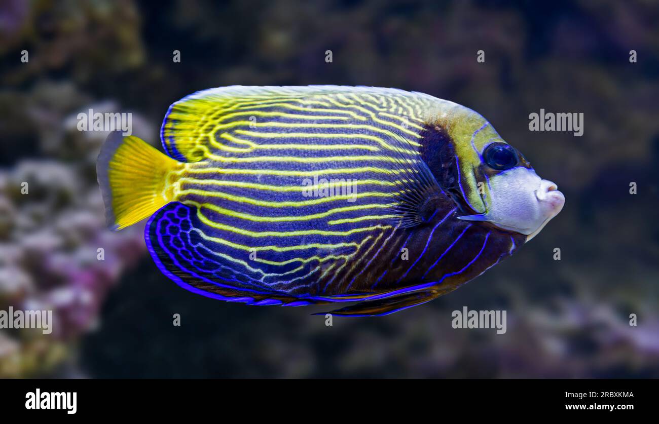 Close-up view of an adult Emperor angelfish (Pomacanthus imperator) Stock Photo