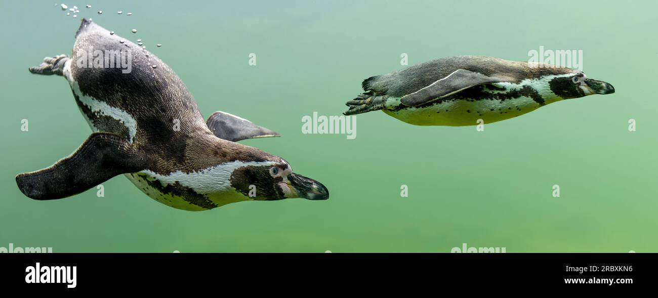 Penguin feathers close up hi-res stock photography and images - Alamy
